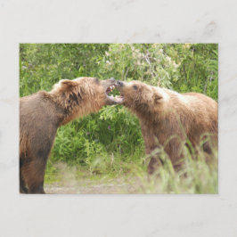 カトマイ国立公園で戦う二頭のクマ ポストカード