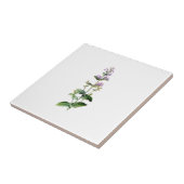 カトミント，カブ，カトニップ枝，ハーブ，植物，紫 タイル (側面)