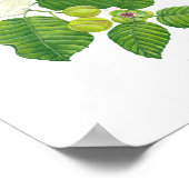 カトモン(Dilenia philippinensis)Phフォレスト開花 ポスター (角)