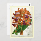 カトレア・グッタタ・レオポルディ リンデニア・オーキッド ポストカード (正面/裏面)