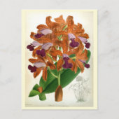 カトレア・グッタタ・レオポルディ リンデニア・オーキッド ポストカード (正面)