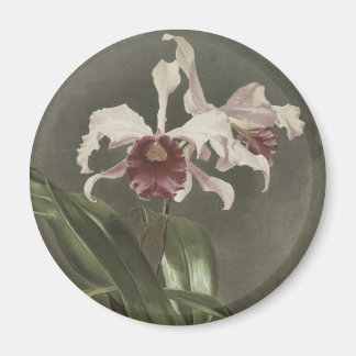 カトレヤアーノルディアナオーキッドマグネット マグネット