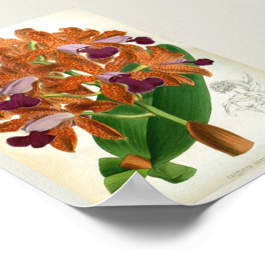 カトレヤグッタタレオポリディヴィンテージリンデニアオーキッド ポスター (角)