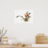 カトレヤトリアネエルネスティ ポスター (キッチン)