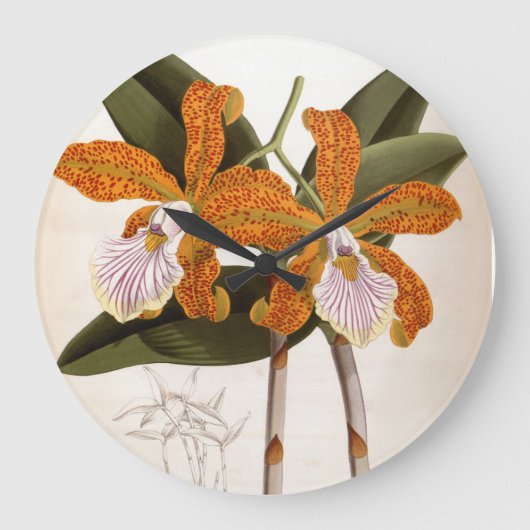 カトレヤベルティナヴィンテージリンデニアオーキッド ラージ壁時計 (正面)