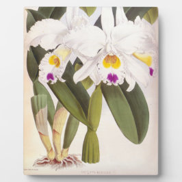 カトレヤモルガンヴィンテージリンデニアオーキッド フォトプラーク