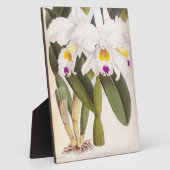 カトレヤモルガンヴィンテージリンデニアオーキッド フォトプラーク (側面)