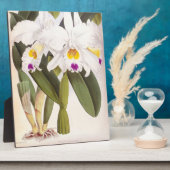 カトレヤモルガンヴィンテージリンデニアオーキッド フォトプラーク (側面)