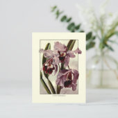 カトレヤラン ポストカード (スタンド正面)