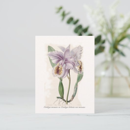 カトレヤ ポストカード (スタンド正面)