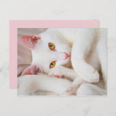 カドル子猫はがき ポストカード (正面/裏面)