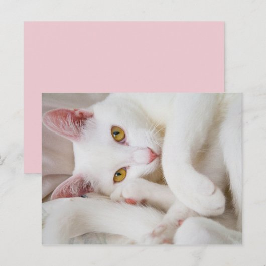 カドル子猫はがき ポストカード (正面/裏面)