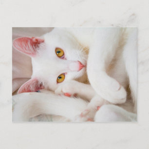 カドル子猫はがき ポストカード