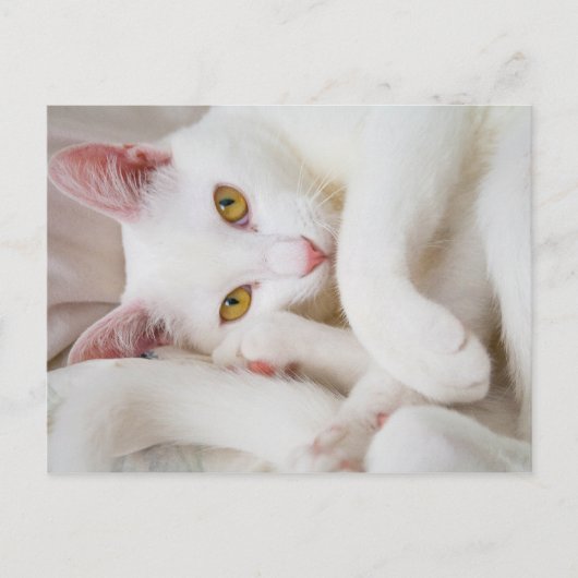 カドル子猫はがき ポストカード (正面)