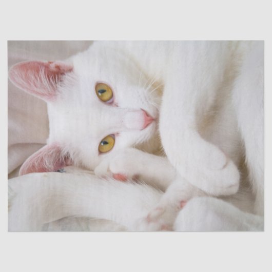 カドル子猫ティッシュペーパー 薄葉紙 (正面)