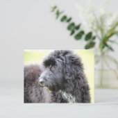 カドードルドッグポストカード ポストカード (スタンド正面)