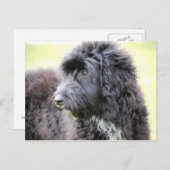 カドードルドッグポストカード ポストカード (正面/裏面)