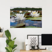 カドー湖の香りのあるスイレン (Nymphaea Odorata) ポスター (ホームオフィス)