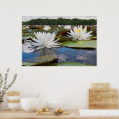 カドー湖の香りのあるスイレン (Nymphaea Odorata) ポスター (キッチン)