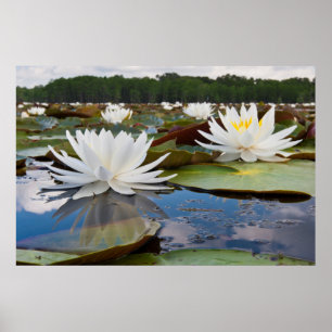 カドー湖の香りのあるスイレン (Nymphaea Odorata) ポスター