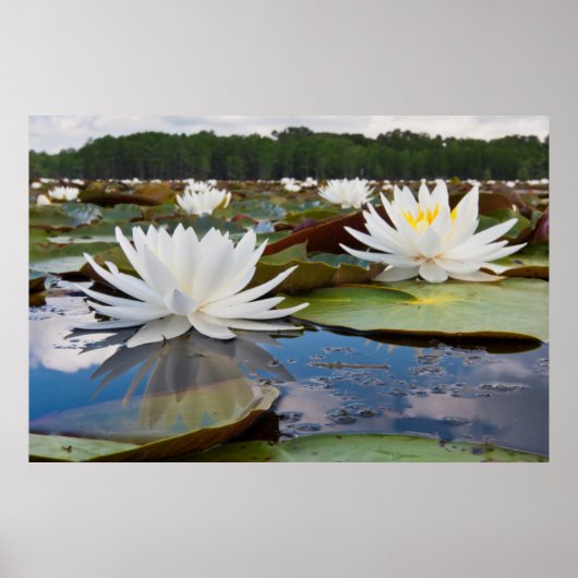 カドー湖の香りのあるスイレン (Nymphaea Odorata) ポスター (正面)
