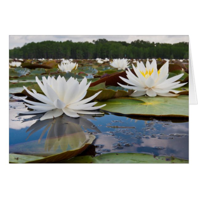 カドー湖の香りのよいスイレン (Nymphaea Odorata) (正面横)