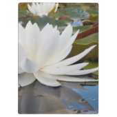 カドー湖の香りのよいスイレン (Nymphaea Odorata) クリップボード (裏面)