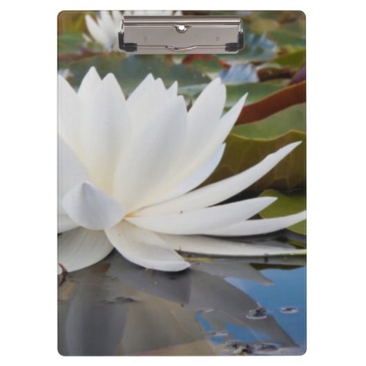 カドー湖の香りのよいスイレン (Nymphaea Odorata) クリップボード (正面)
