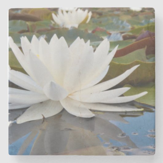 カドー湖の香りのよいスイレン (Nymphaea Odorata) ストーンコースター (正面)