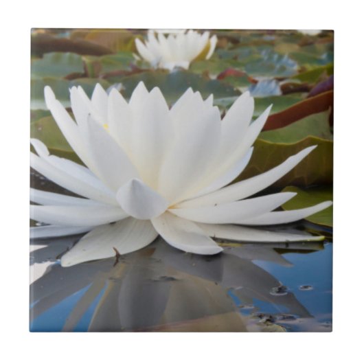 カドー湖の香りのよいスイレン (Nymphaea Odorata) タイル (正面)