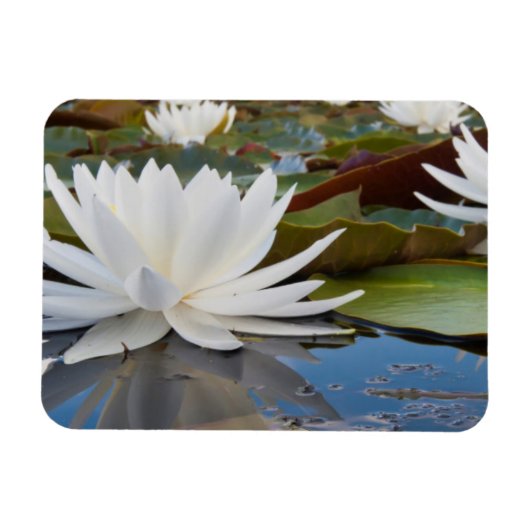 カドー湖の香りのよいスイレン (Nymphaea Odorata) マグネット (横)