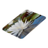 カドー湖の香りのよいスイレン (Nymphaea Odorata) マグネット (左側)