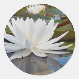 カドー湖の香りのよいスイレン (Nymphaea Odorata) ラウンドシール