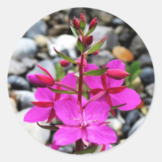 カナかわいらしダのピンクのFireweed Wilflowers開花 ラウンドシール
