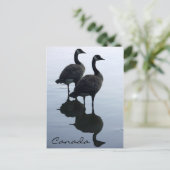 カナダおみやげポストカードカナダGeese Cards ポストカード (スタンド正面)