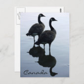 カナダおみやげポストカードカナダGeese Cards ポストカード (正面/裏面)