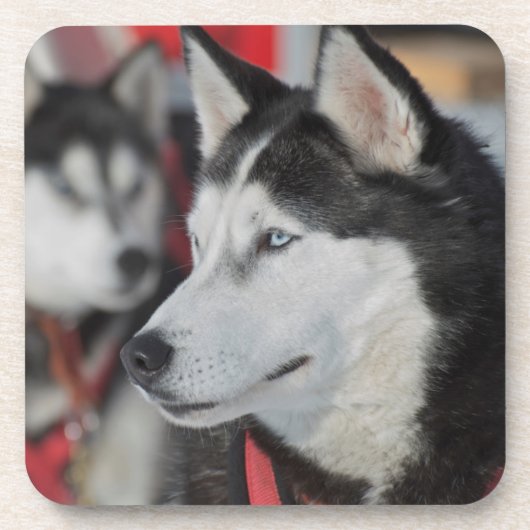 カナダでのレース前のハスキー犬 コースター (正面)