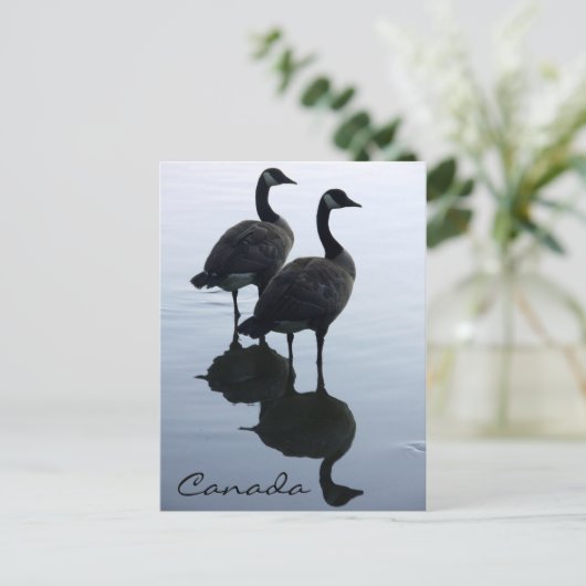 カナダのお土産ポストカード カナダのカモシカのカード ポストカード (スタンド正面)