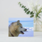 カナダのエスキモー犬 ポストカード (スタンド正面)