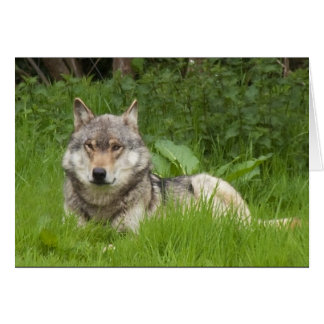 カナダのオオカミ