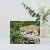 カナダのオオヤマネコが飛び出す準備ができている ポストカード (スタンド正面)