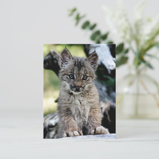 カナダのオオヤマネコの子ネコ ポストカード (スタンド正面)