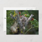 カナダのオオヤマネコ小さい子ネコ ポストカード (正面/裏面)