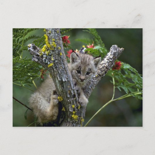 カナダのオオヤマネコ小さい子ネコ ポストカード (正面)