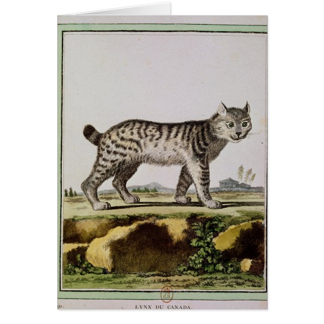 カナダのオオヤマネコ (正面)