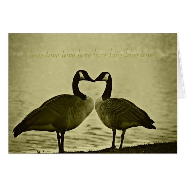 カナダのガチョウの写真 (正面横)