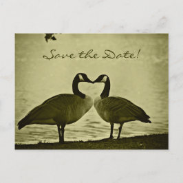 カナダのガチョウの写真 案内ポストカード