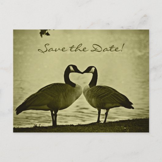 カナダのガチョウの写真 案内ポストカード (正面)