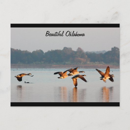 カナダのガチョウの飛行中に郵便はがき ポストカード (正面)