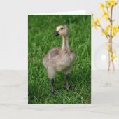 カナダのガチョウゴスリングNotecard カード (黄色い花)